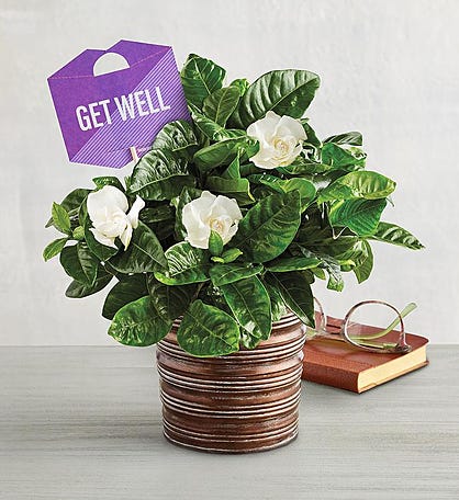 "Get Well" Gardenia 